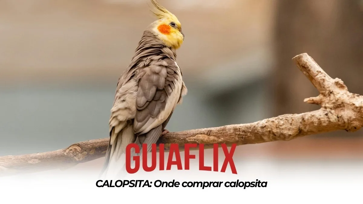 CALOPSITA Onde comprar calopsita