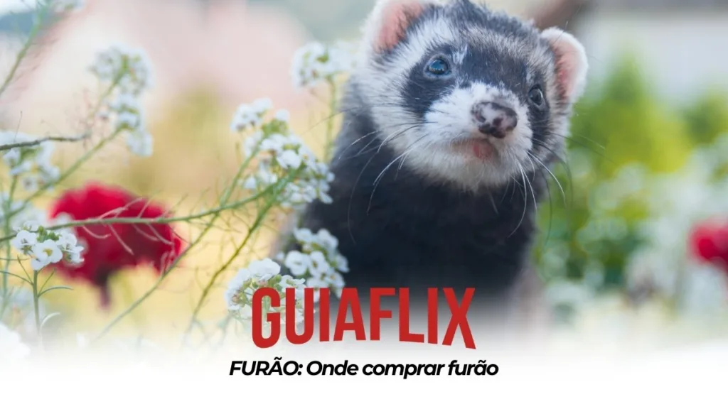 FURAO Onde comprar furao