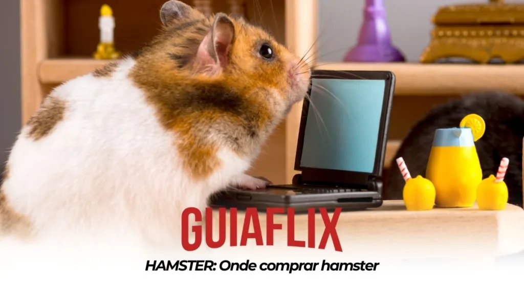HAMSTER Onde comprar hamster