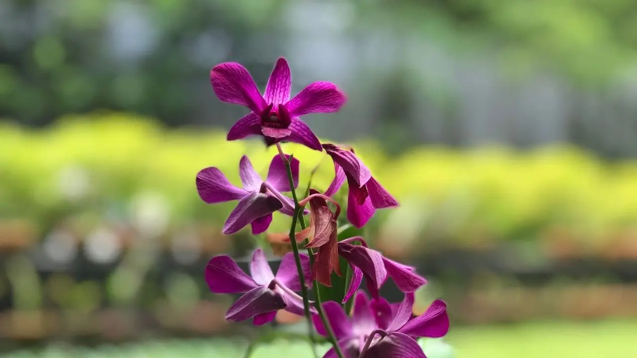 Farinha de osso faz orquídeas voltarem a florescer com apenas duas colheres