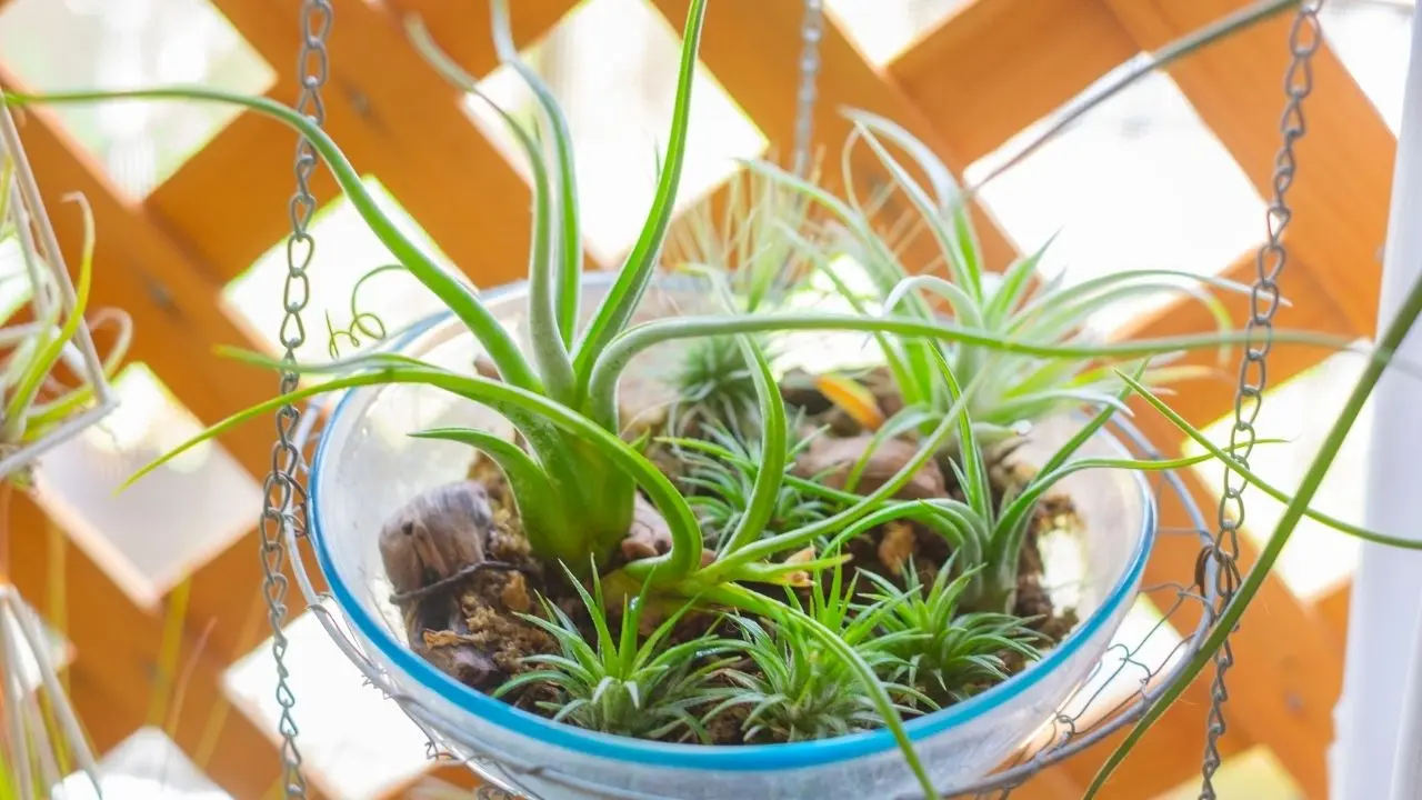 Planta que vive sem regas constantes vira febre para perfumar o banheiro