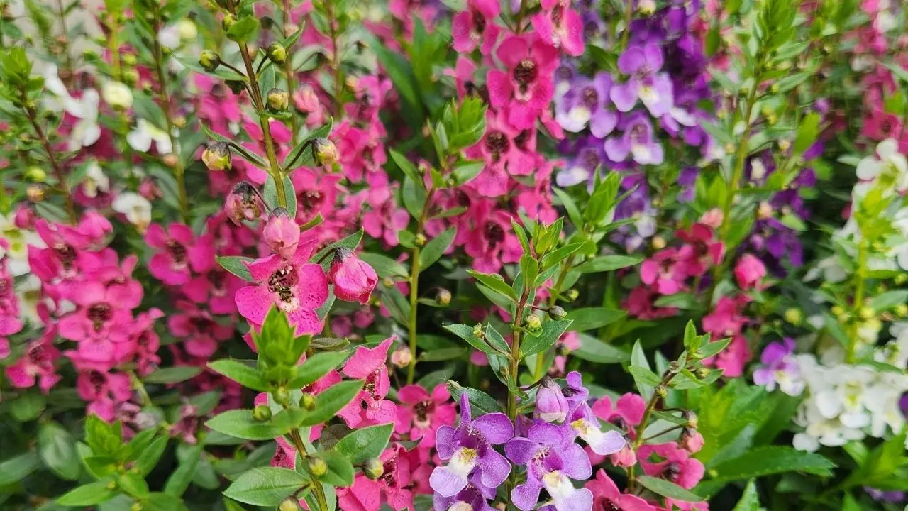 Conheça a Angelônia a flor que aguenta o sol forte e colore o jardim o ano todo