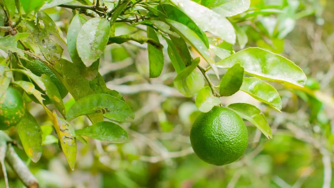 Limão vira aliado estratégico para fortalecer a imunidade de forma natural