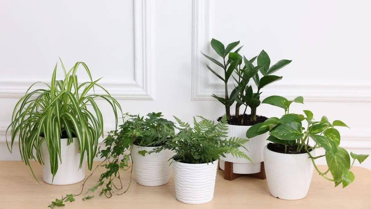 Plantas para atrair prosperidade em 2026 renovam as energias do lar